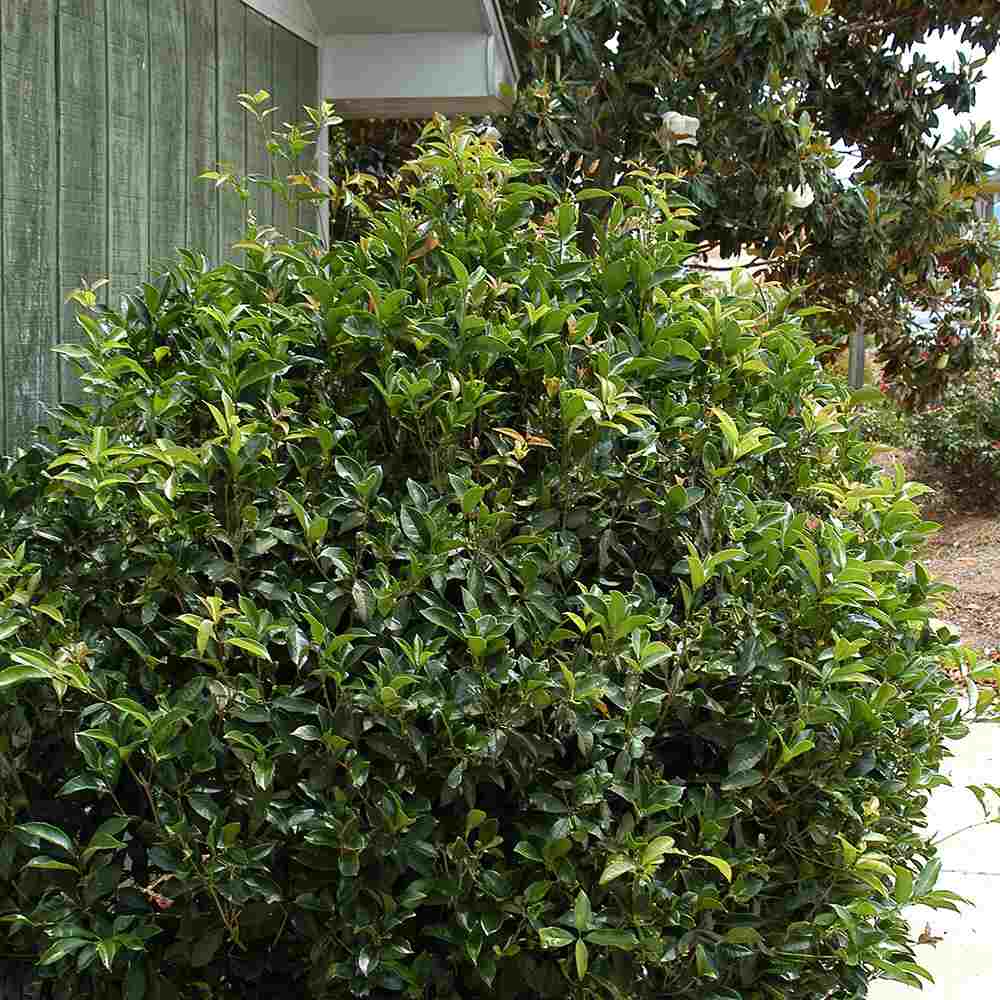 Ilex Fals Japonez Osmanthus Fragrans, arbust vesnic verde cu flori albe parfumate si frunzis lucios, usor de intretinut