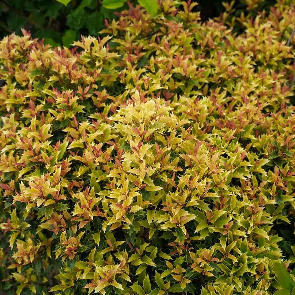 Tarka levelű álmagyal (Osmanthus heterophyllus ‘Tricolor Goshiki’), örökzöld díszcserje, háromszínű lombbal, intenzíven édes illatú virágokkal, könnyen gondozható