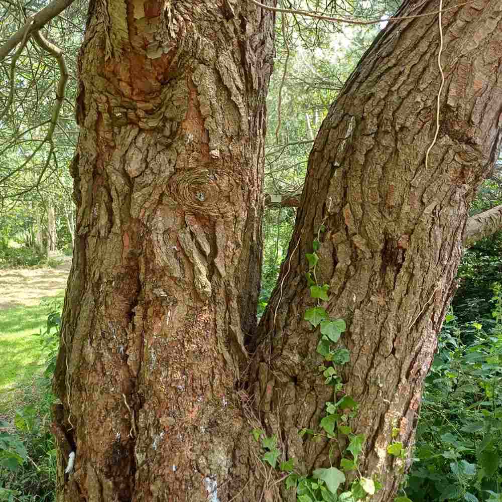 Pin de Alep (Pin Halepensis), conifer mediteranean vesnic verde, rapid, rezistent seceta