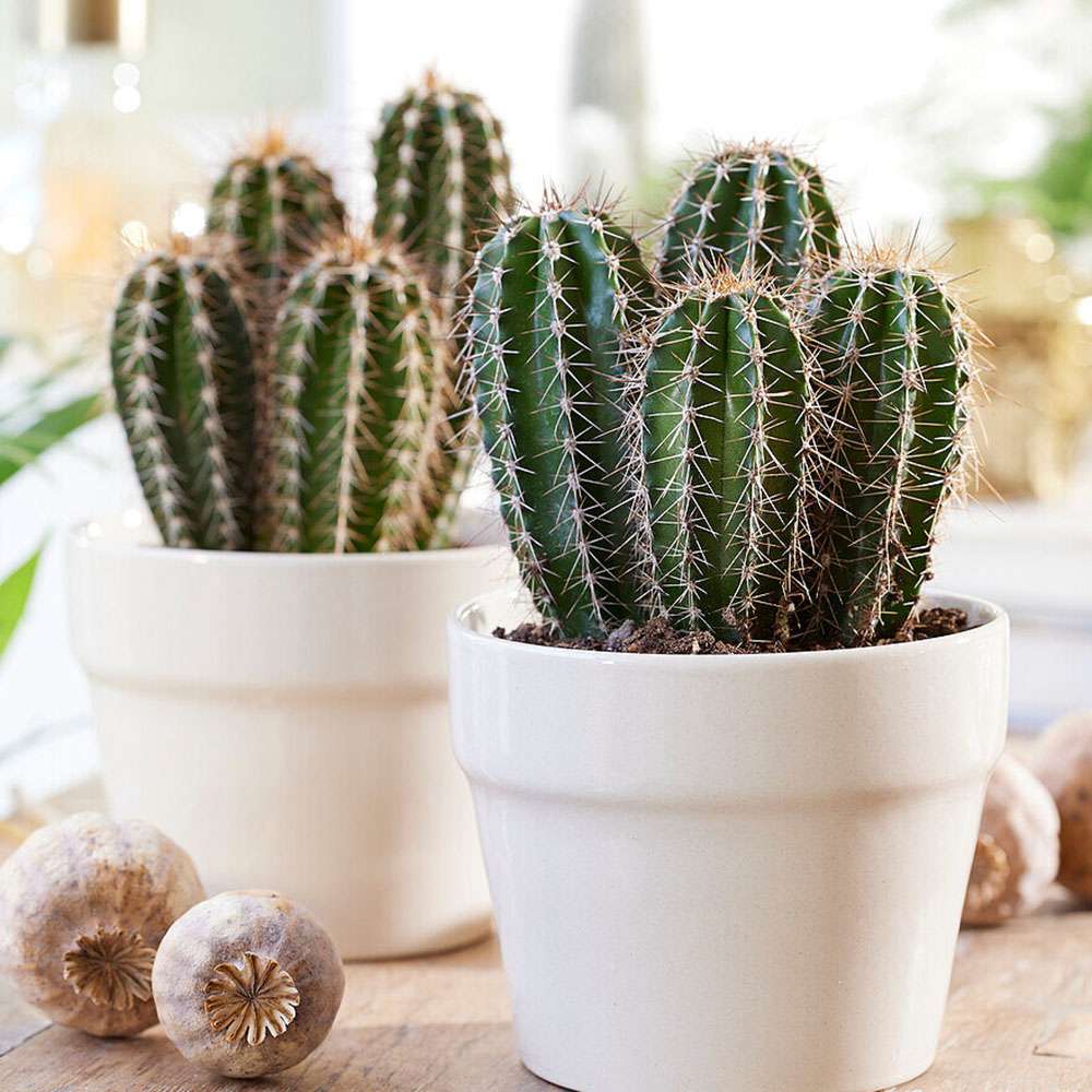 Cactus Gigant Mexican Pachycereus pringlei, 30 cm, aspect exotic si sculptural, atrage privirile