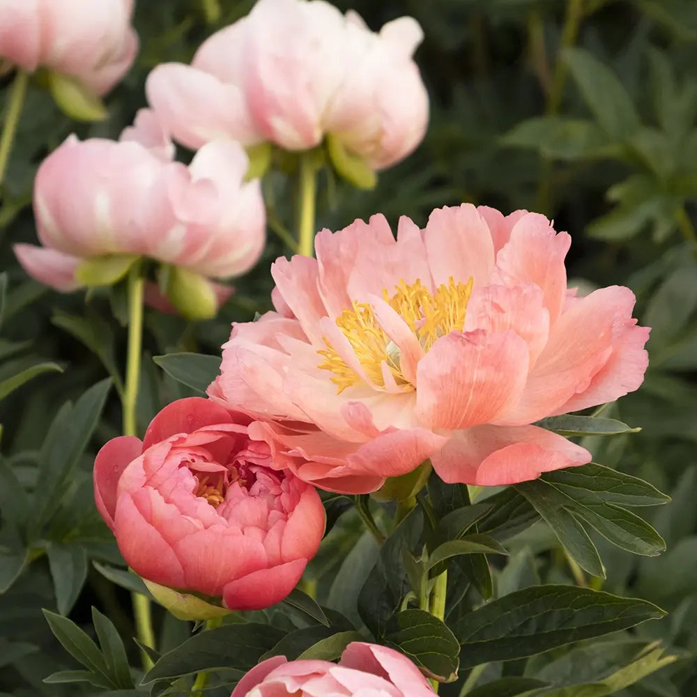 Bazsarózsa 'Pink Hawaiian Coral' – félteljes, korallszínű illatos virágokkal