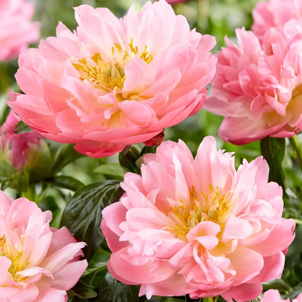 Bazsarózsa 'Pink Hawaiian Coral' – félteljes, korallszínű illatos virágokkal
