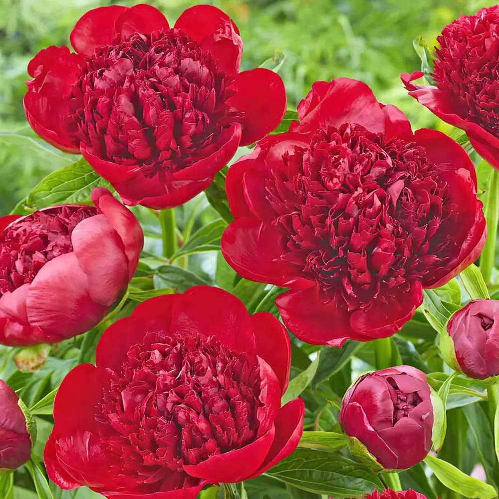 Bujor arbustiv nobil Red Charm, cu flori rosii inchis parfumate, rezistent la frig