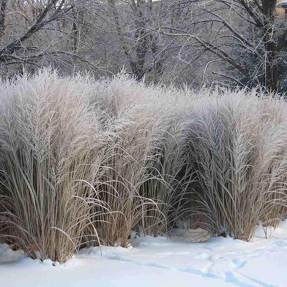 Prérifű 'Northwind' – karcsú, architektúrás díszfű szárazzal szemben is