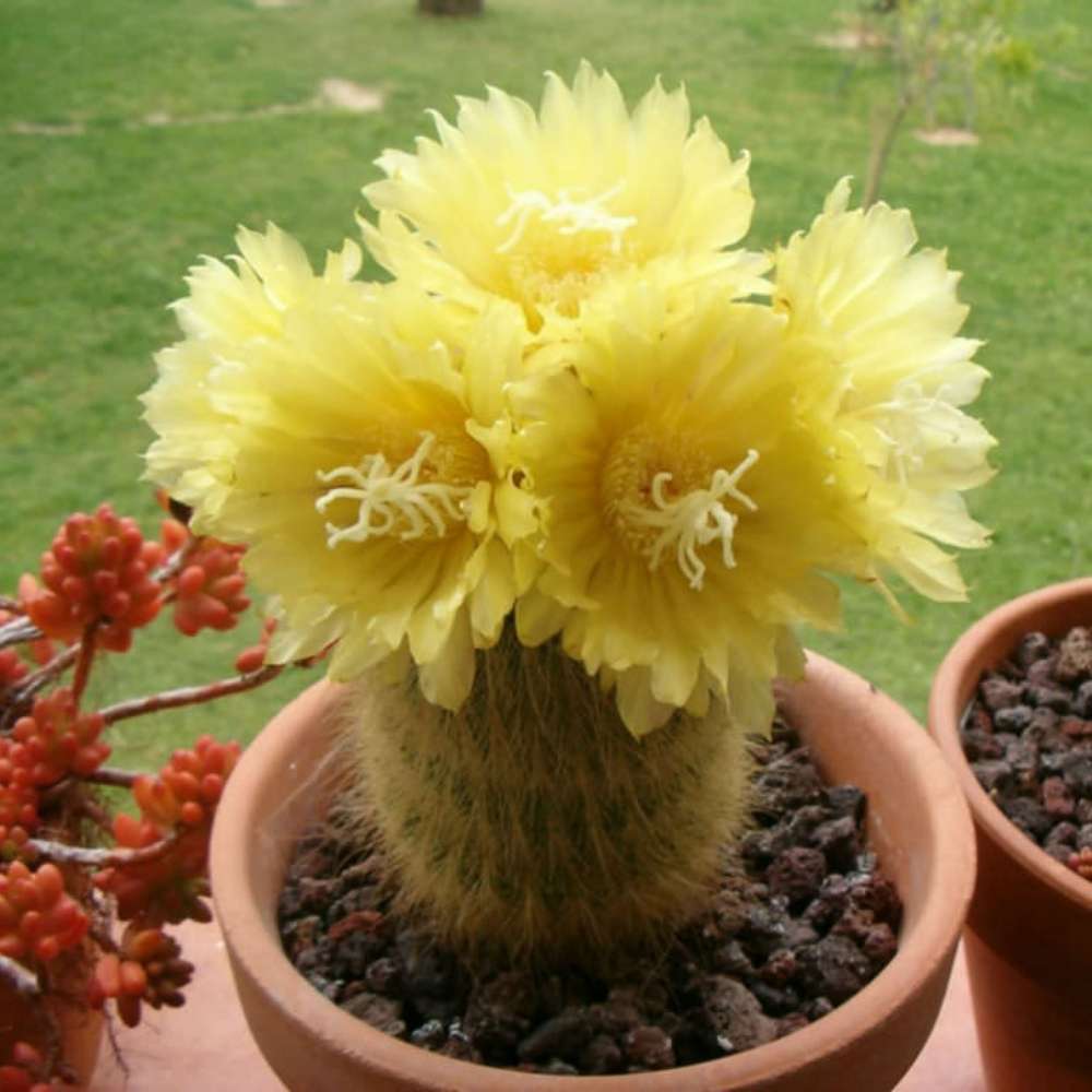 Cactusul conic auriu (Parodia leninghausii), 30-40 cm, cactus decorativ rar cu flori galbene si ingrijire usoara