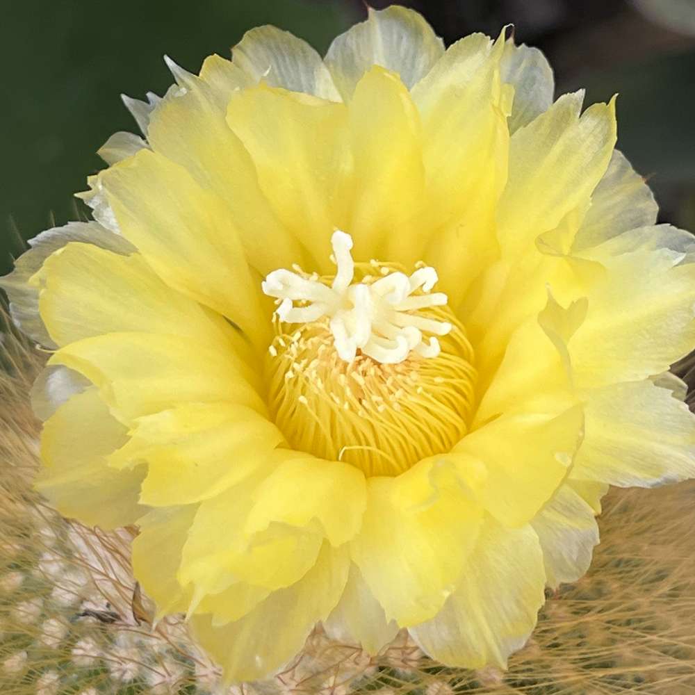 Cactusul conic auriu (Parodia leninghausii), 30-40 cm, cactus decorativ rar cu flori galbene si ingrijire usoara