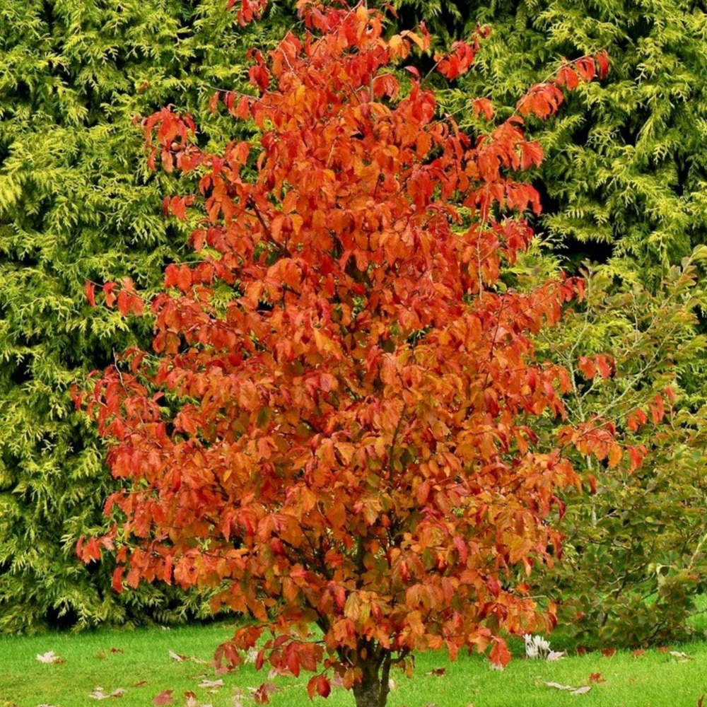 Vasfa 'Persian Spire' (Parrotia persica) – keskeny, oszlopos koronájú díszfa látványos őszi lombszínnel