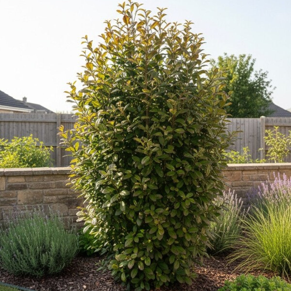 Vasfa 'Persian Spire' (Parrotia persica) – keskeny, oszlopos koronájú díszfa látványos őszi lombszínnel