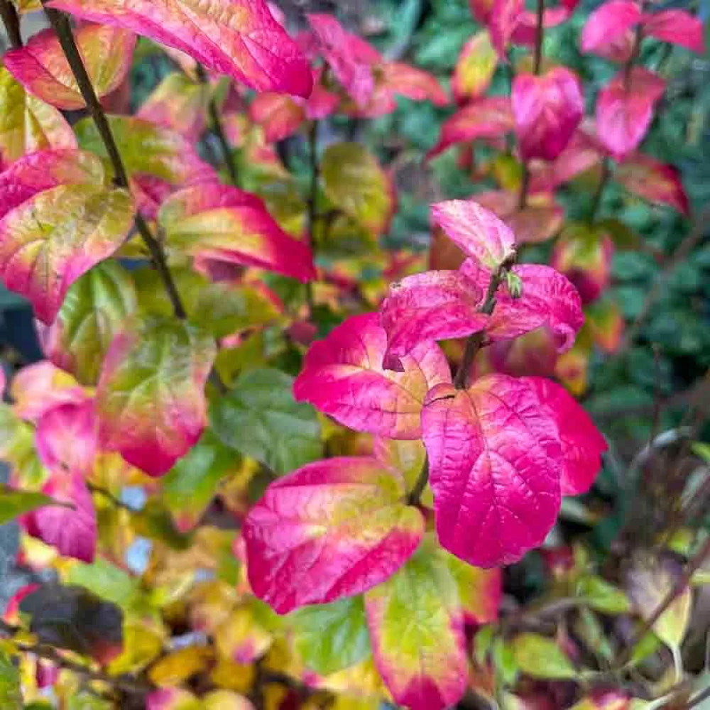 Vasfa 'Persian Spire' (Parrotia persica) – keskeny, oszlopos koronájú díszfa látványos őszi lombszínnel