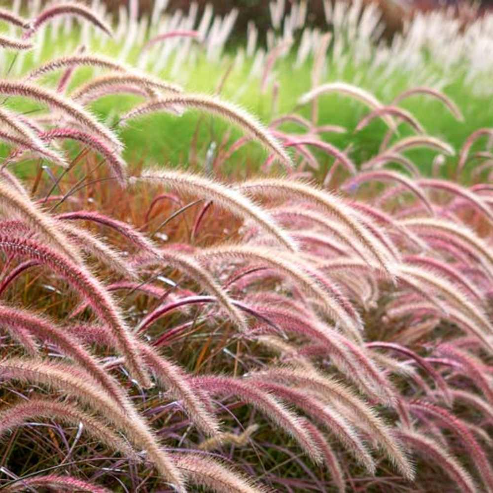 Iarba rosie Chinezeasca Pennisetum Fireworks, frunzis rosu-purpuriucu dungi crem, spice decorative, roz-purpurii, crestere rapida