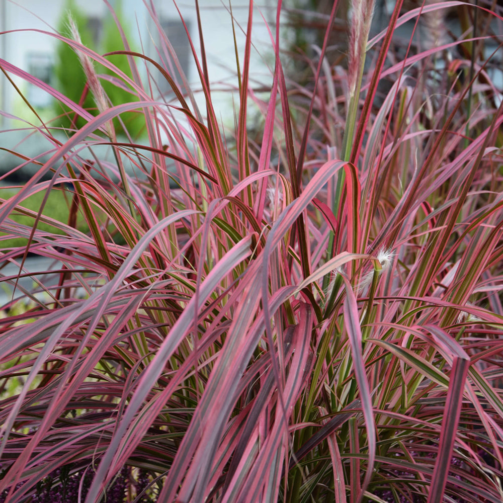 Iarba rosu Chinezeasca Pennisetum Fireworks