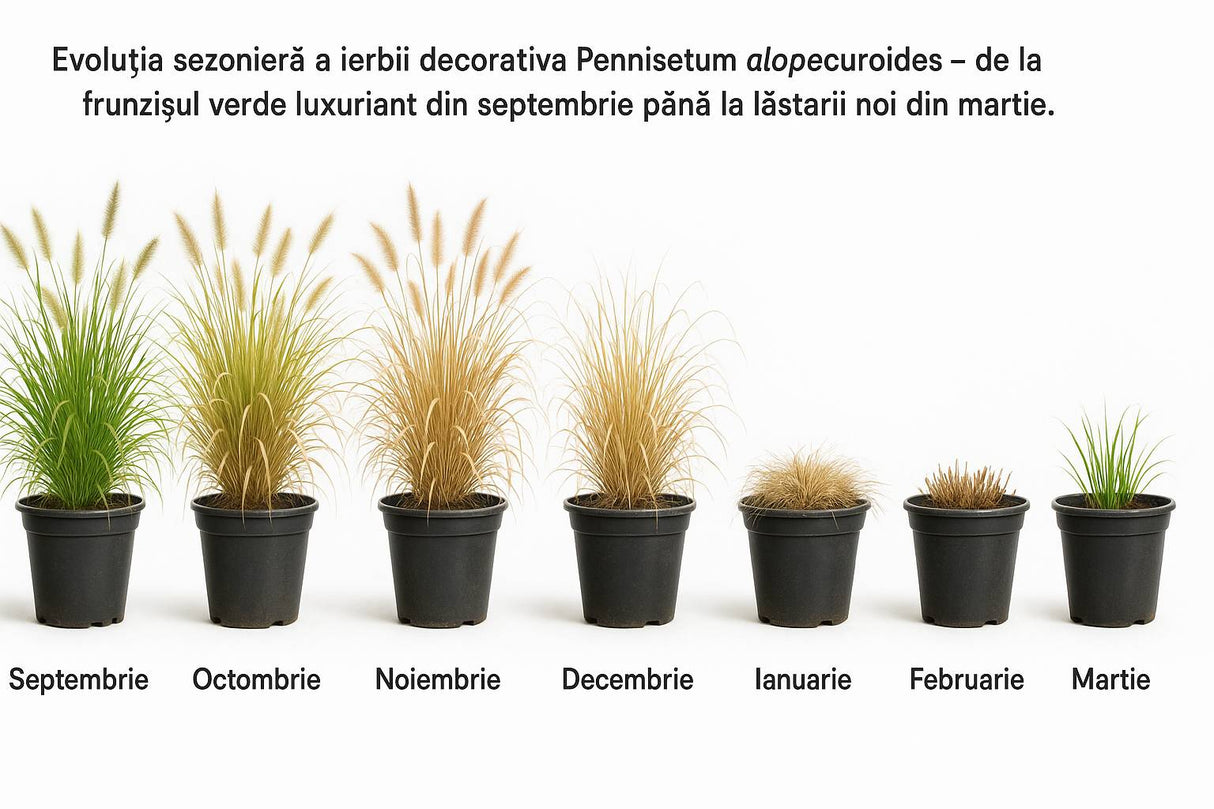 Iarba Chinezeasca Pennisetum Summer Samba, planta perena cu frunzis rosu-bronz si spice pufose, crestere rapida