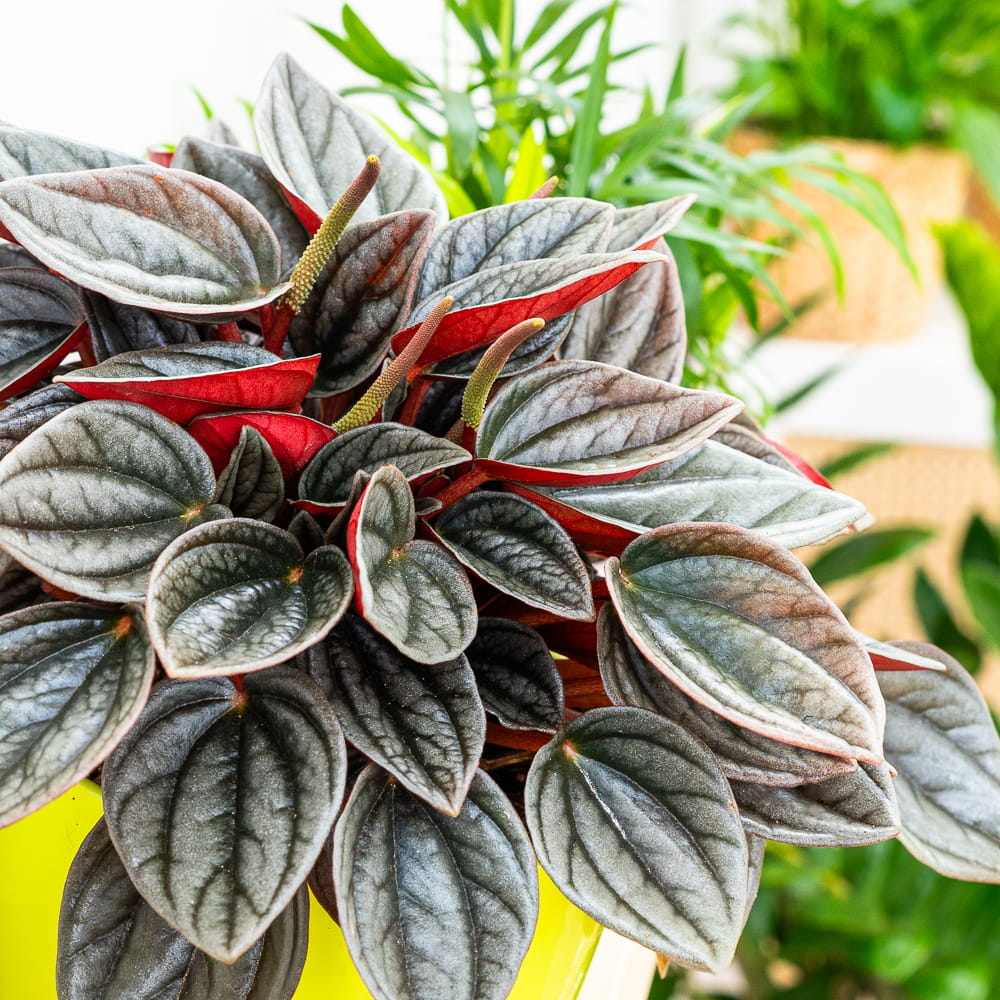 Peperomia Caperata Santorini, cu aspect elegant, intretinerea usoara, frunze groase ondulate, gri-verzui cu spate burgundiu - 20 cm