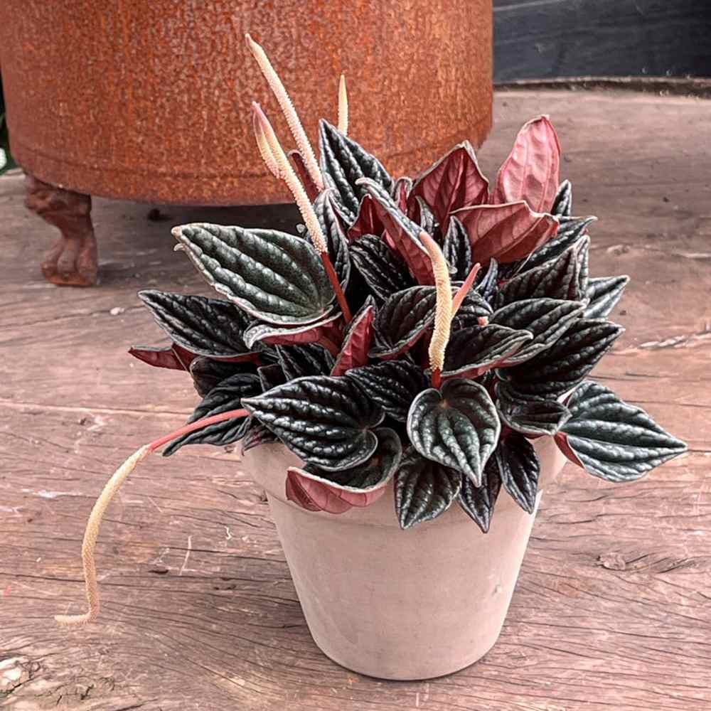 Peperomia Caperata Santorini, cu aspect elegant, intretinerea usoara, frunze groase ondulate, gri-verzui cu spate burgundiu - 20 cm