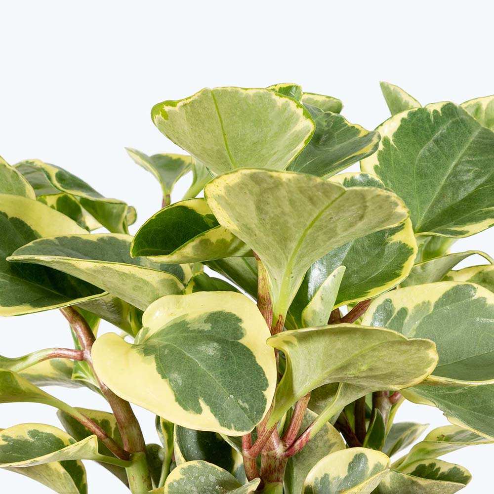 Planta de Cauciuc (Peperomia Variegata), planta de interior cu frunze variegate carnoase - 20 cm