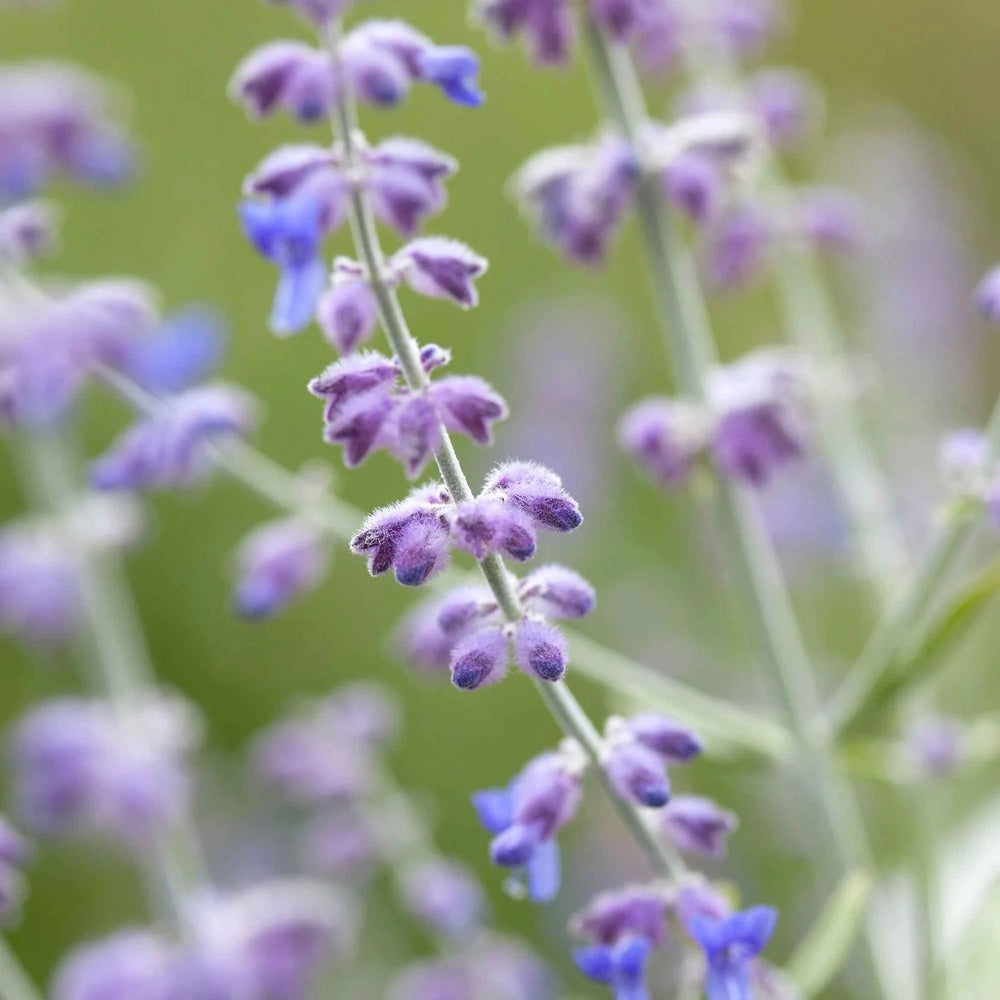 Orosz zsálya 'Blue Spire' – illatos kék virágfüzérek, ezüstös lombozat