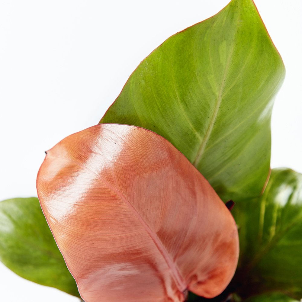 Philodendron Sun Red, 70 cm, planta de interior cu frunze rosii, usor de ingrijit