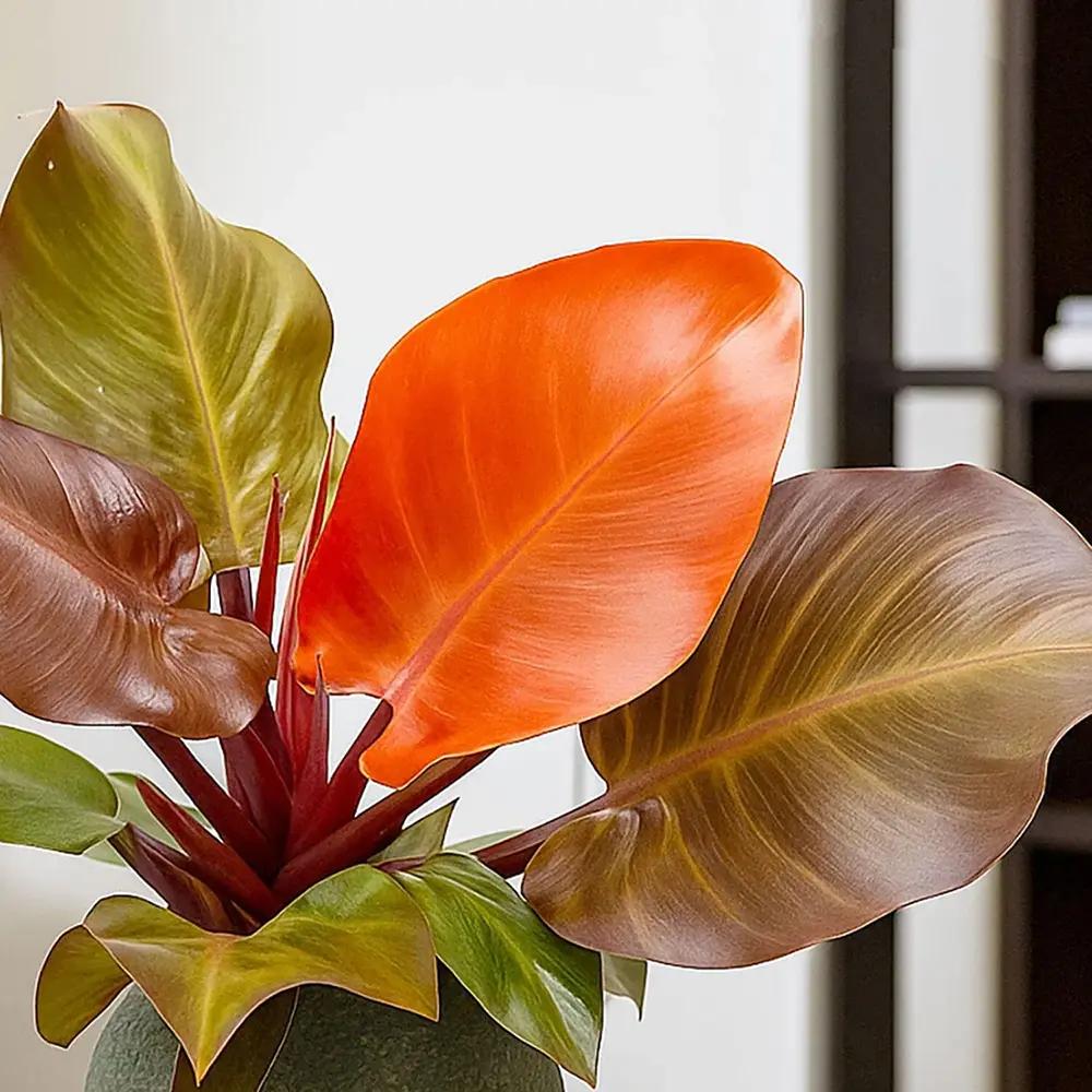 Philodendron Sunlight, 35-40 cm, planta de interior cu frunze rosii, usor de ingrijit, purifica aerul si aduce culoare casei tale