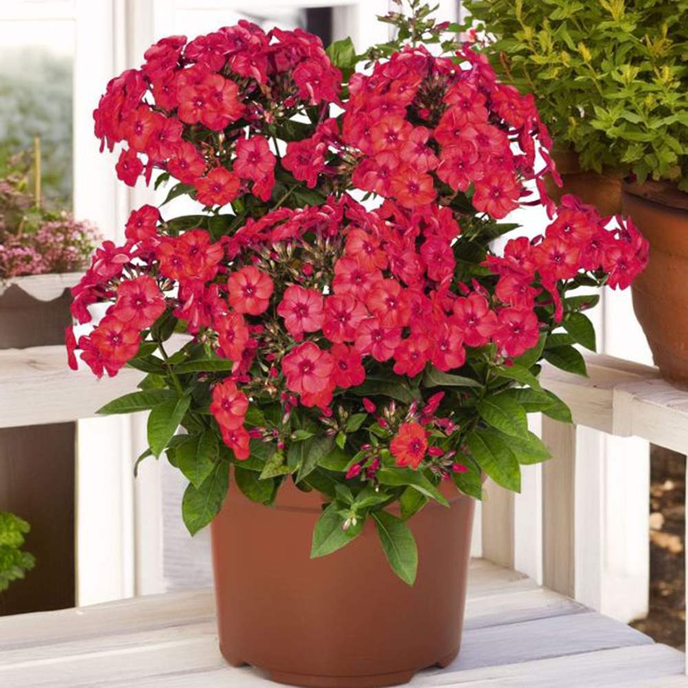 Lángvirág Phlox paniculata 'Flame Watermelon' – intenzív magenta-rózsaszín, illatos virágok