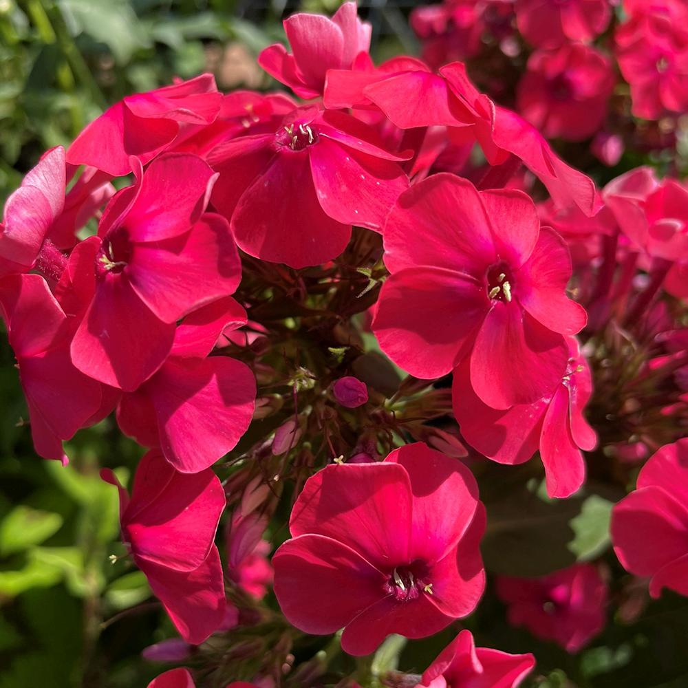 Lángvirág Phlox paniculata 'Flame Watermelon' – intenzív magenta-rózsaszín, illatos virágok