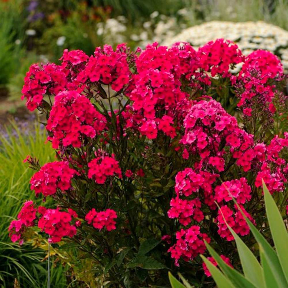 Lángvirág Phlox paniculata 'Flame Watermelon' – intenzív magenta-rózsaszín, illatos virágok