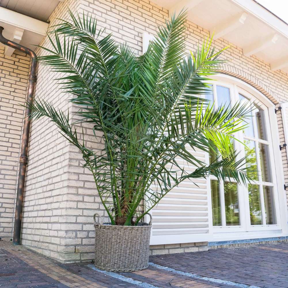 Palmier Curmal (Phoenix Canariensis), palmier canarian ornamental, frunze arcuite verzi, pentru terasa sau ghiveci