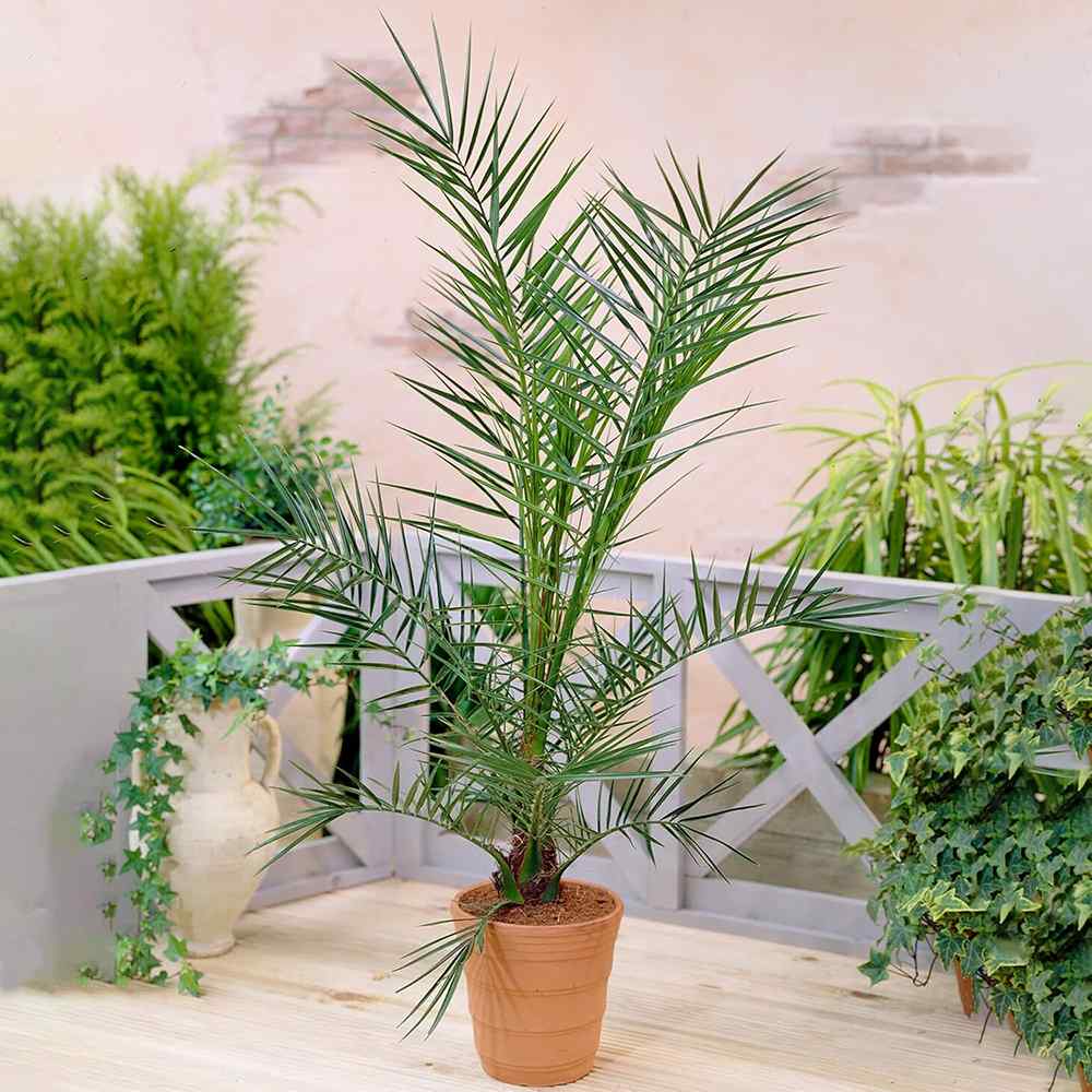 Palmier Curmal (Phoenix Canariensis), palmier canarian ornamental, frunze arcuite verzi, pentru terasa sau ghiveci