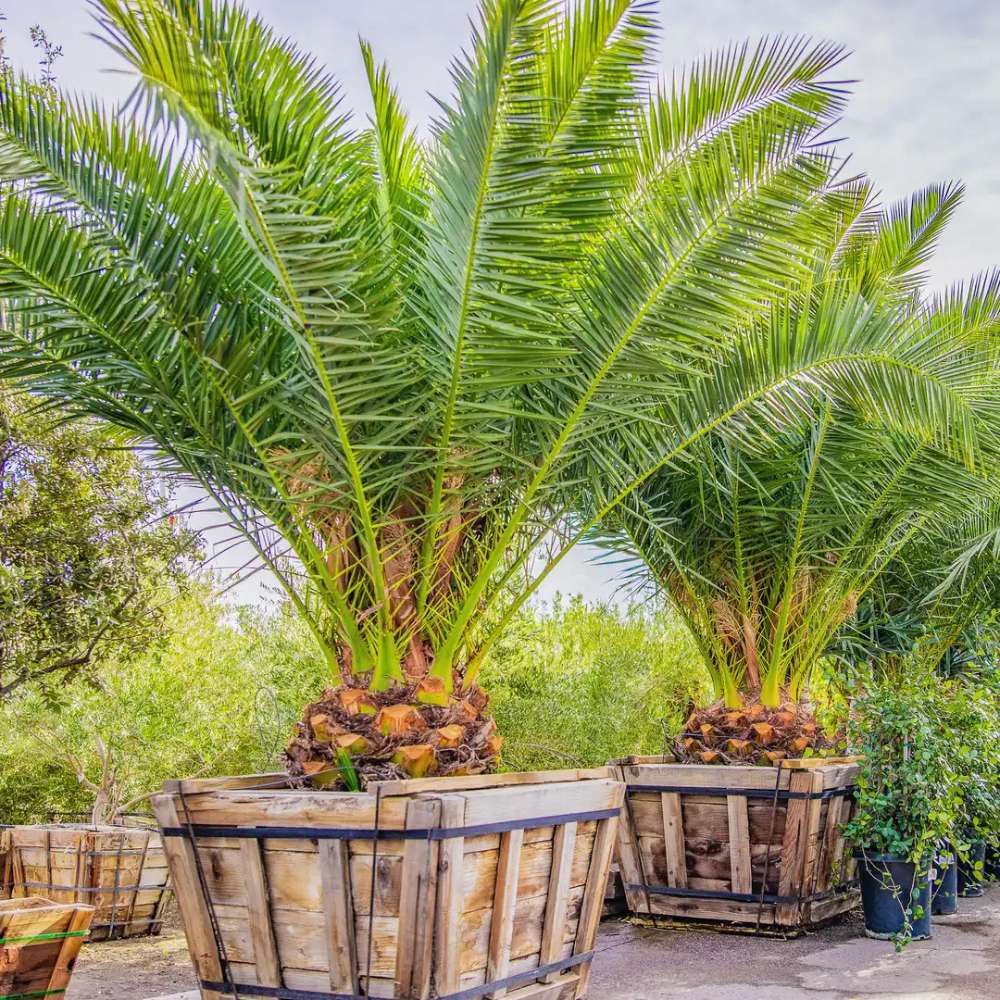 Palmier Curmal (Phoenix Canariensis), palmier canarian ornamental, frunze arcuite verzi, pentru terasa sau ghiveci