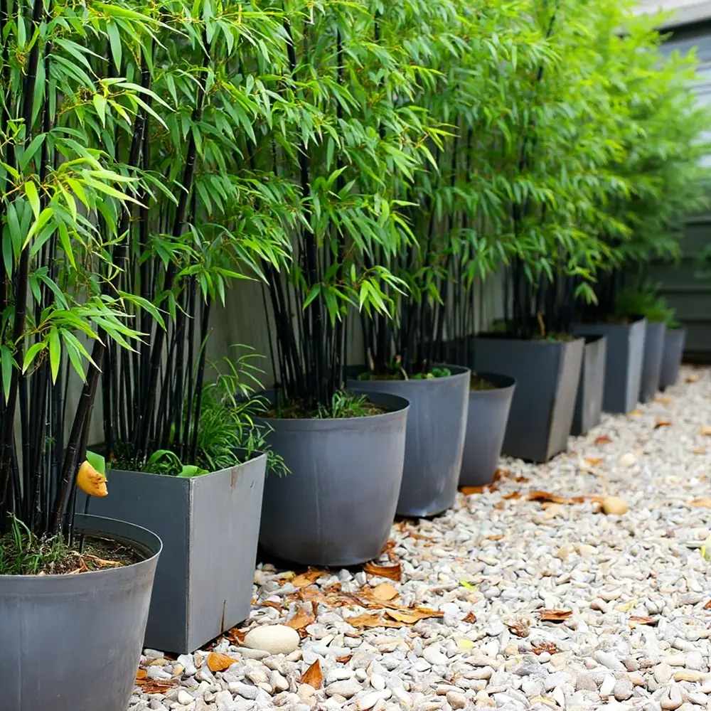 Bambus de Gradina Negru (Phyllostachys Nigra), tulpini negre, rezistent la frig, gard viu dens, ideal pentru gard viu si terase