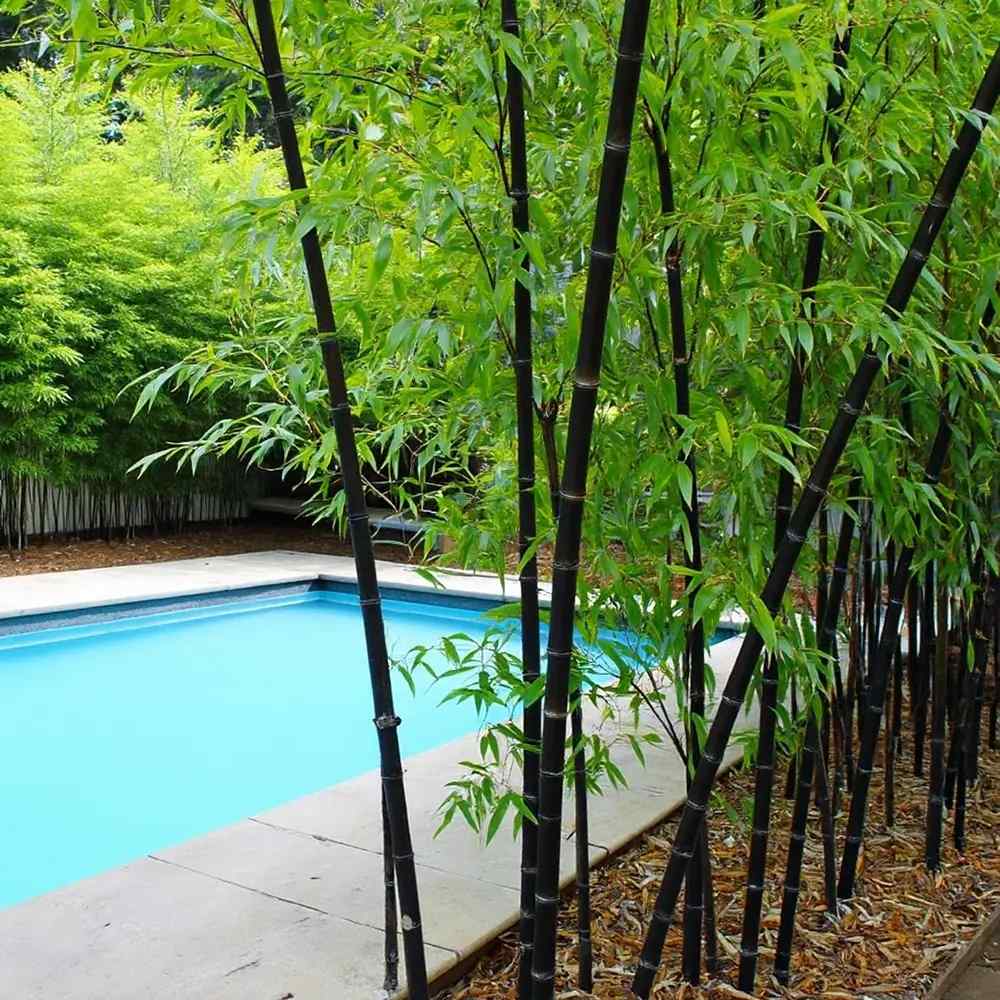 Bambus de Gradina Negru (Phyllostachys Nigra), tulpini negre, rezistent la frig, gard viu dens, ideal pentru gard viu si terase
