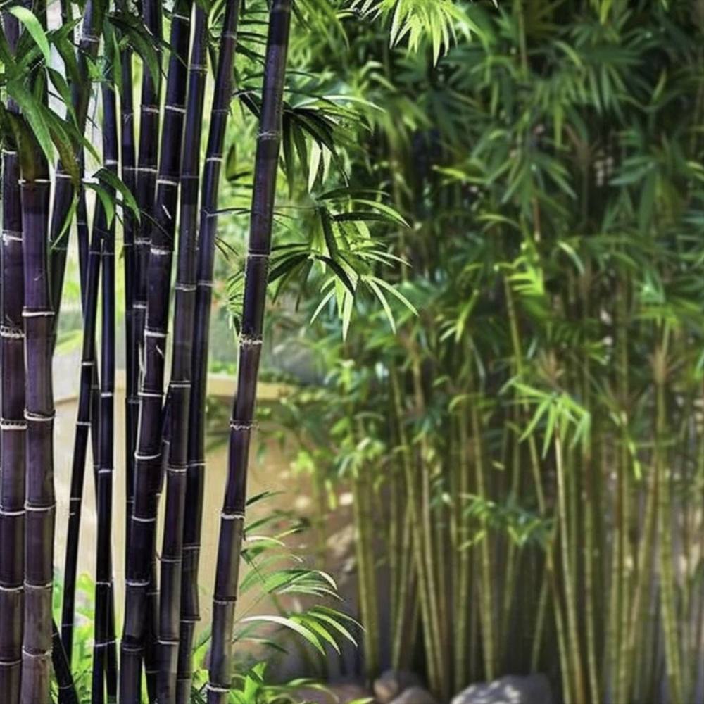 Bambus de Gradina Negru (Phyllostachys Nigra), tulpini negre, rezistent la frig, gard viu dens, ideal pentru gard viu si terase