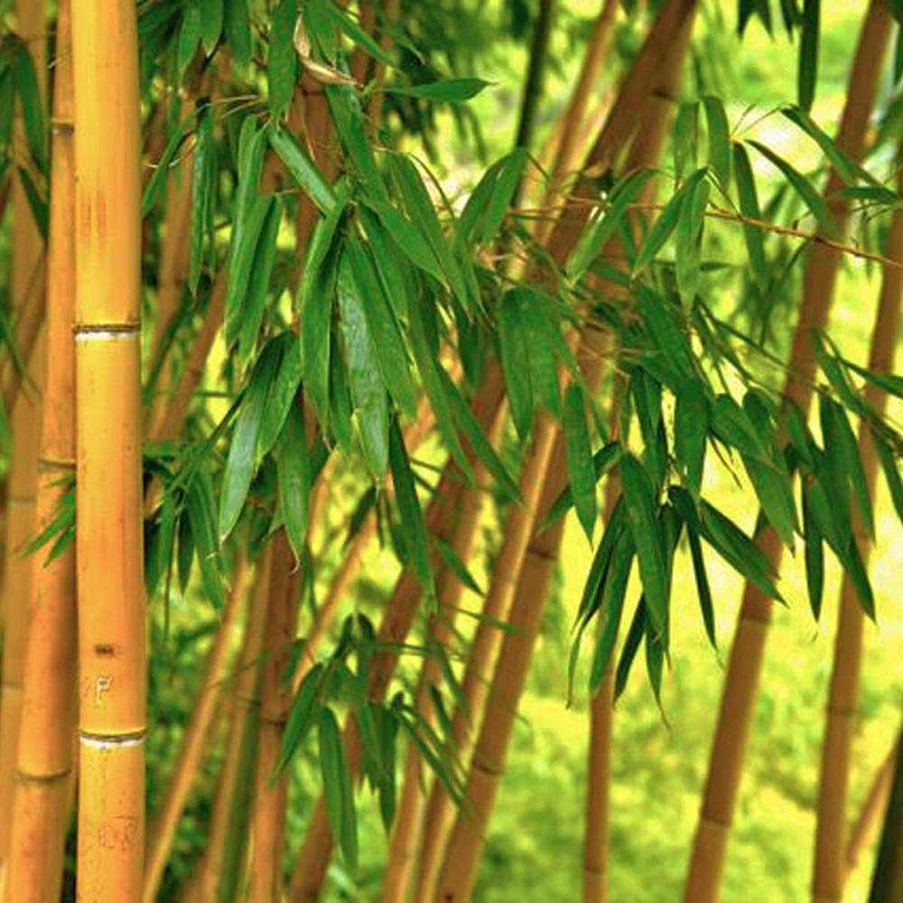 Bambus de Gradina Auriu (Phyllostachys Aurea), tulpini galbene, rezistent la frig, gard viu dens, crestere rapida