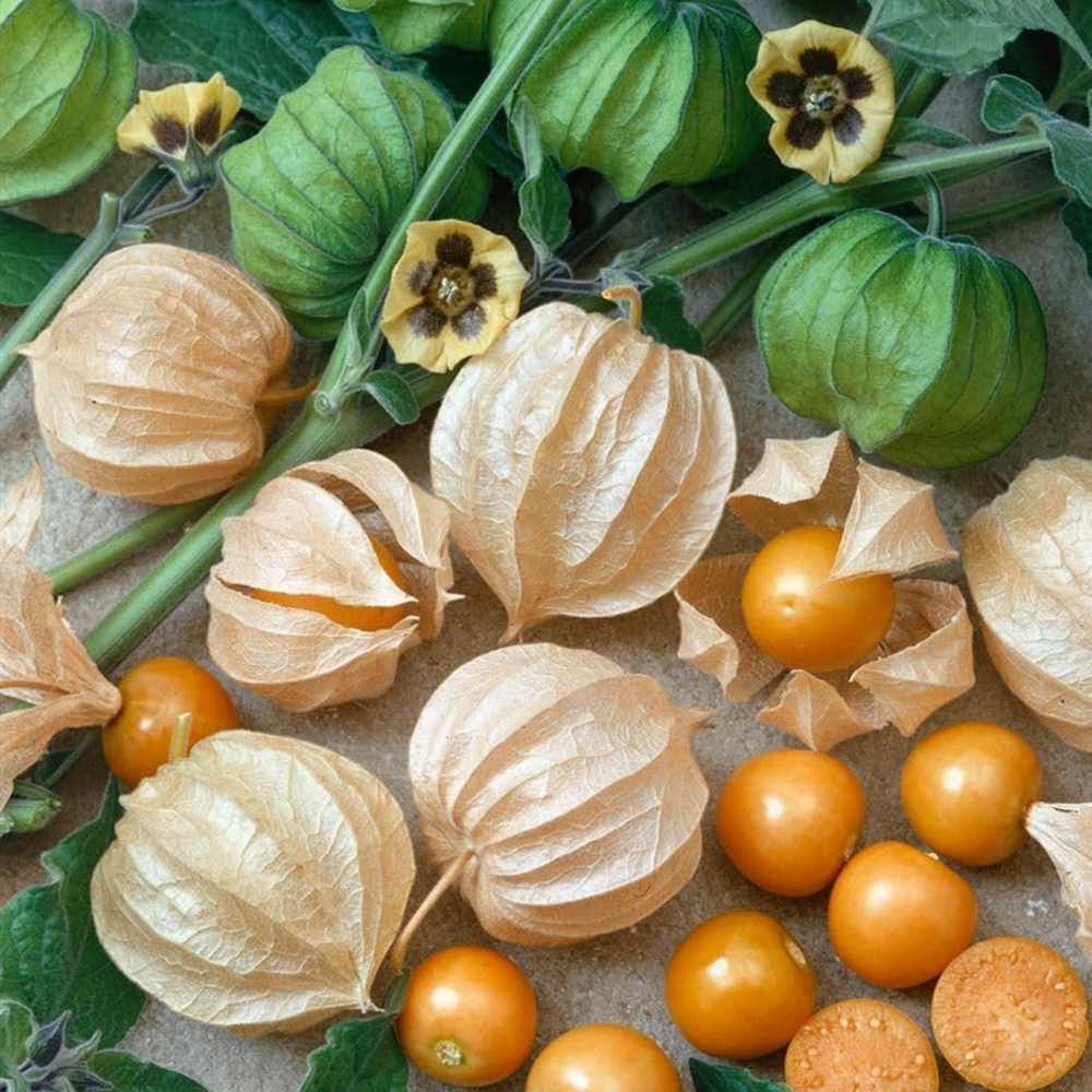 Physalis peruviana – egzotikus gyümölcstermő növény édes-savanykás narancssárga bogyókkal