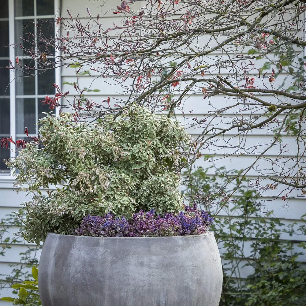 Japán pierisz ‘Little Heath’ (Pieris japonica) – örökzöld díszcserje zöld-fehér tarka lombbal