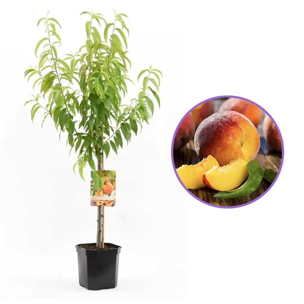 Piersic (Prunus persica), cu fructe dulci galbene, an 2 pe rod