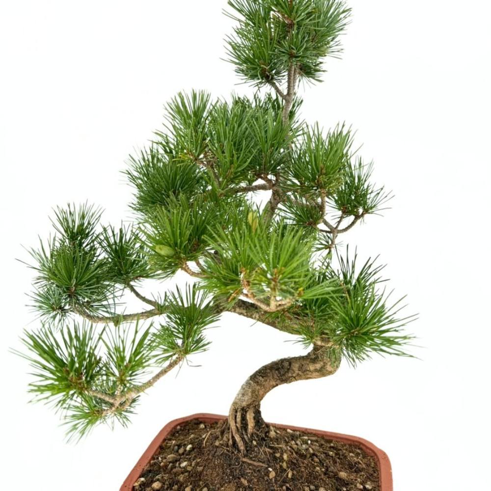 Bonsai fenyő Pentaphylla, japán cloud formára alakított fenyő, örökzöld, teraszra és kertbe, fagytűrő, lassú növekedésű