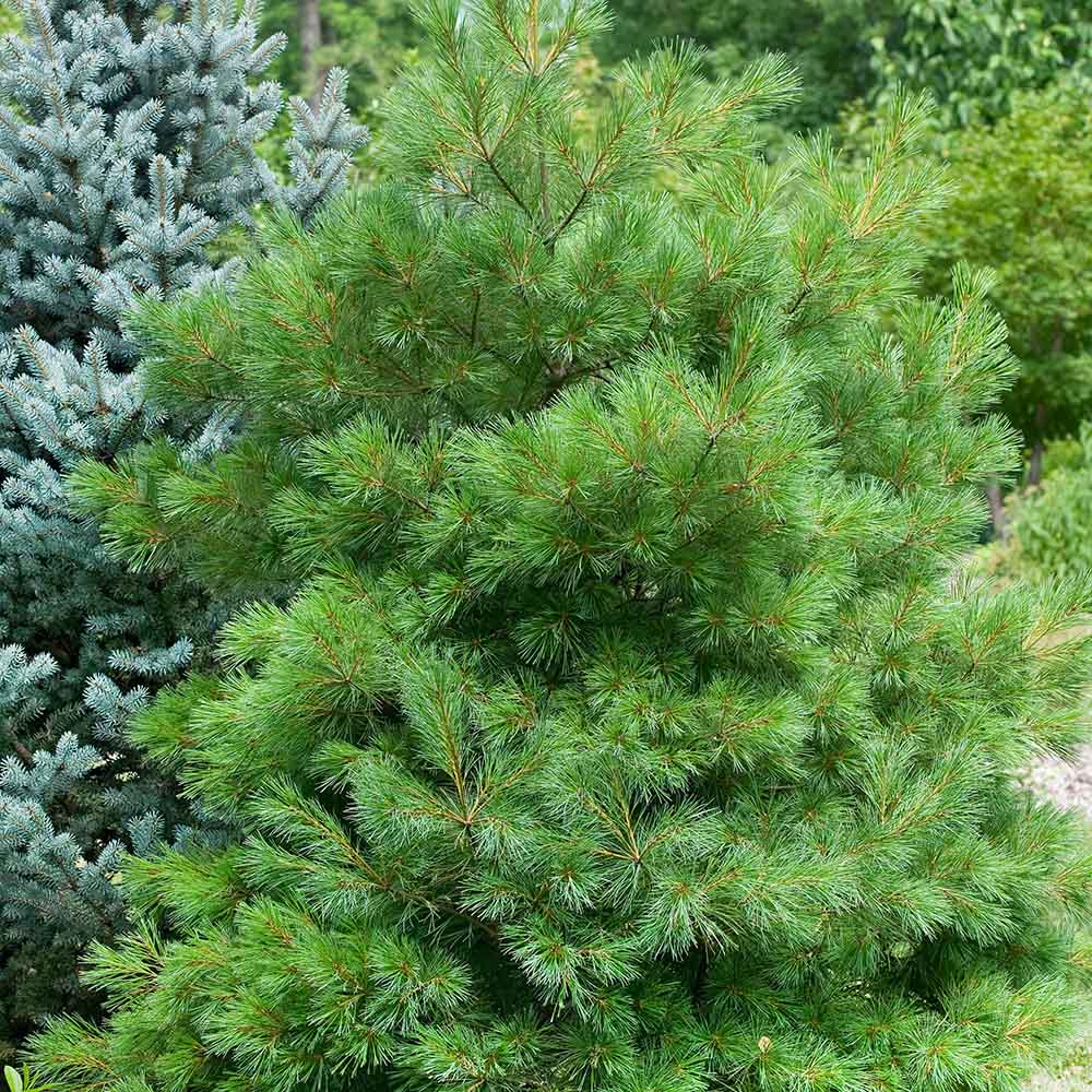 Pin Strobus Minima (Pinus Strobus Minima), cu ace verzi lungi