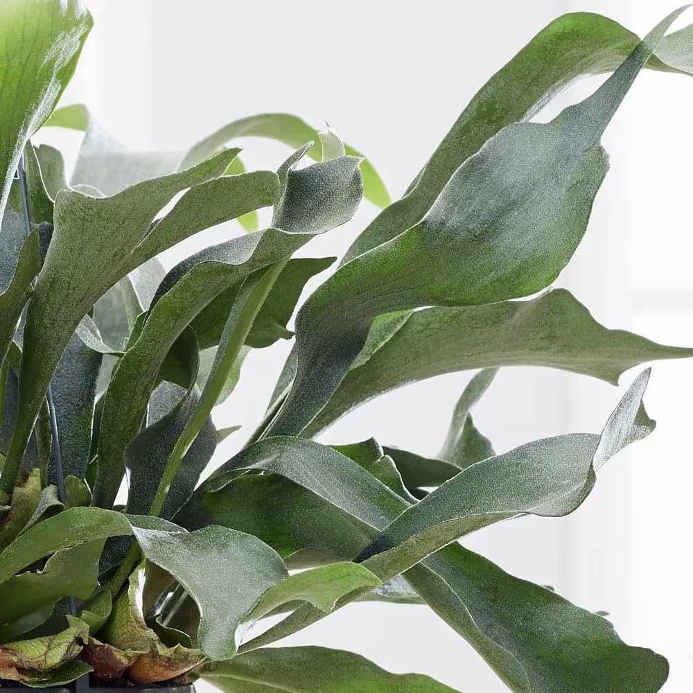 Feriga Corn de Cerb (Platycerium bifurcatum), 50 cm