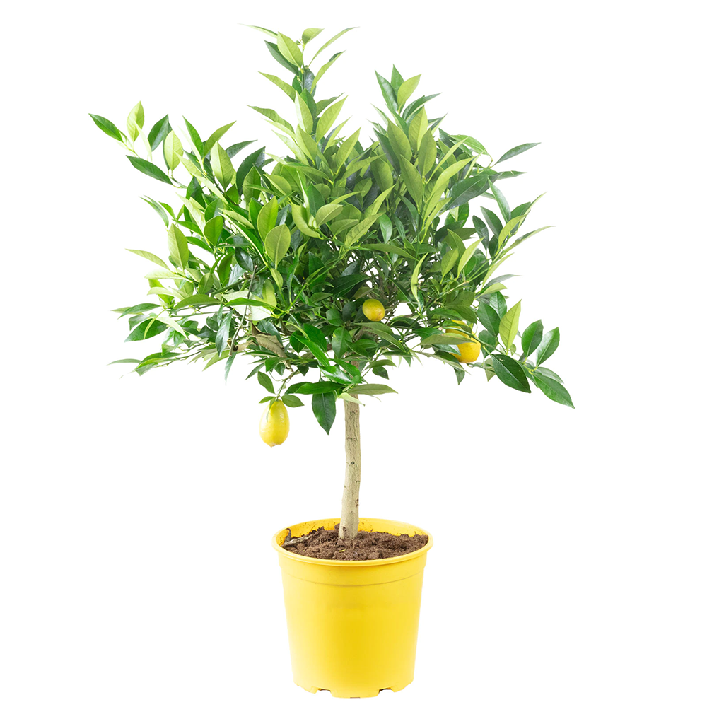 Pom Lamai - 90 cm