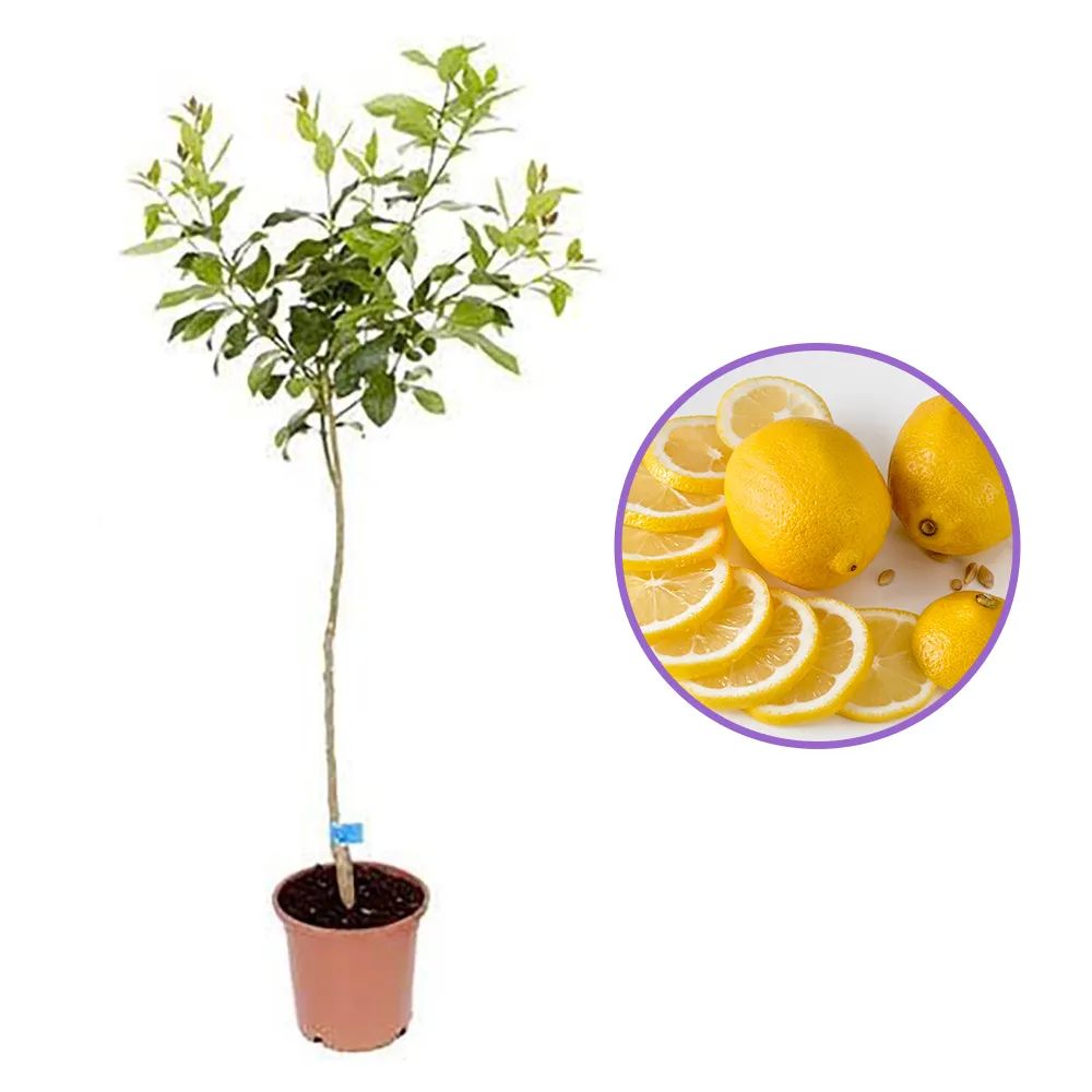 Pom Lamai (Citrus Limon), 120 cm, fructifer decorativ, autofertil, fructe galbene, parfumate, 4 ani pe rod