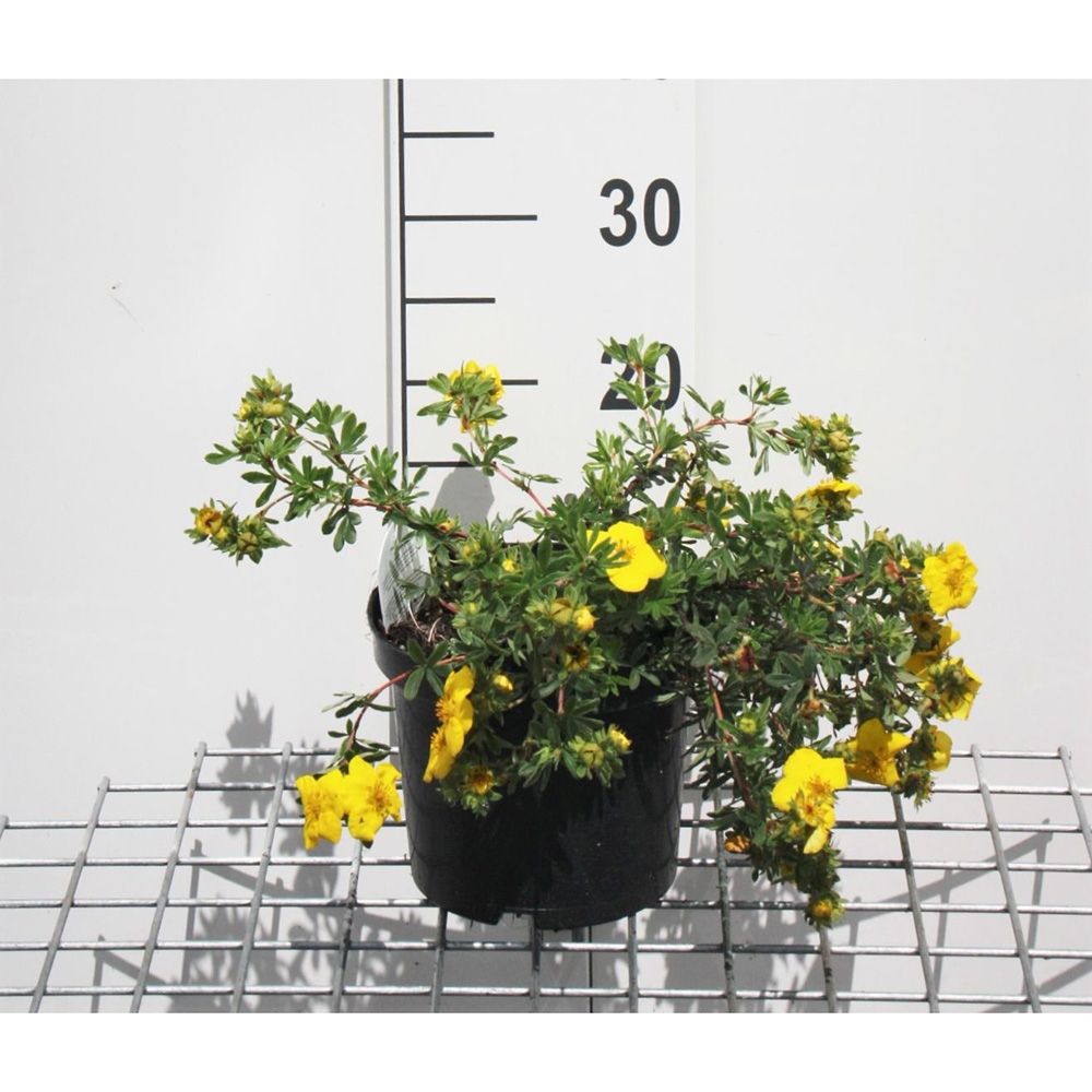 Coada Racului (Potentilla) Goldteppich, arbust decorativ cu flori galben-auriu intense, inflorire lunga, forma globulara naturala
