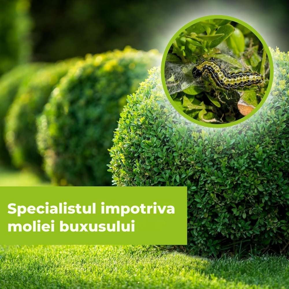 Insecticid Spray cu Efect Rapid contra Omizilor de Buxus 1 l PROTECT GARDEN