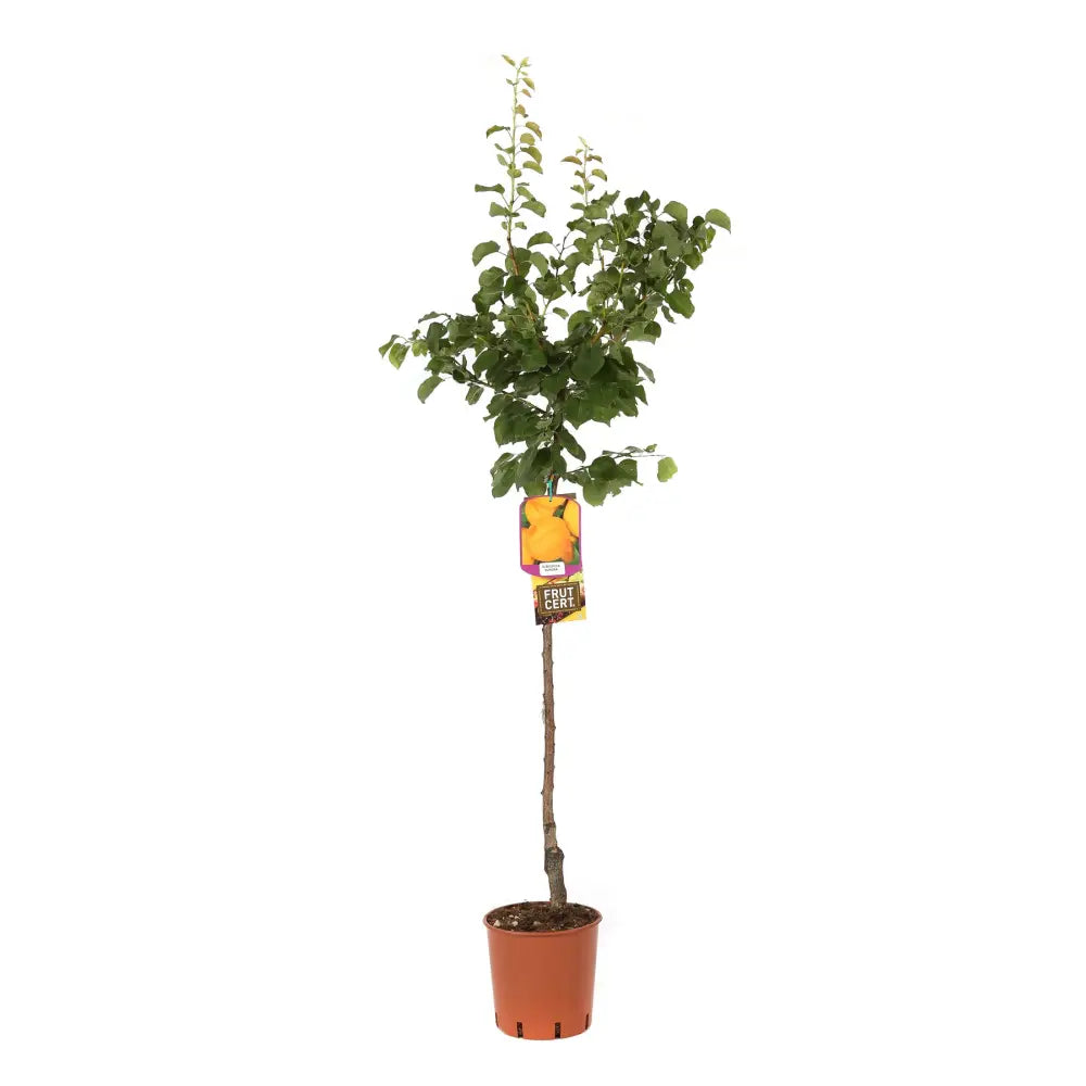 Cais (Prunus armeniaca) Aurora, cu fructe dulci portocalii, an 2 pe rod
