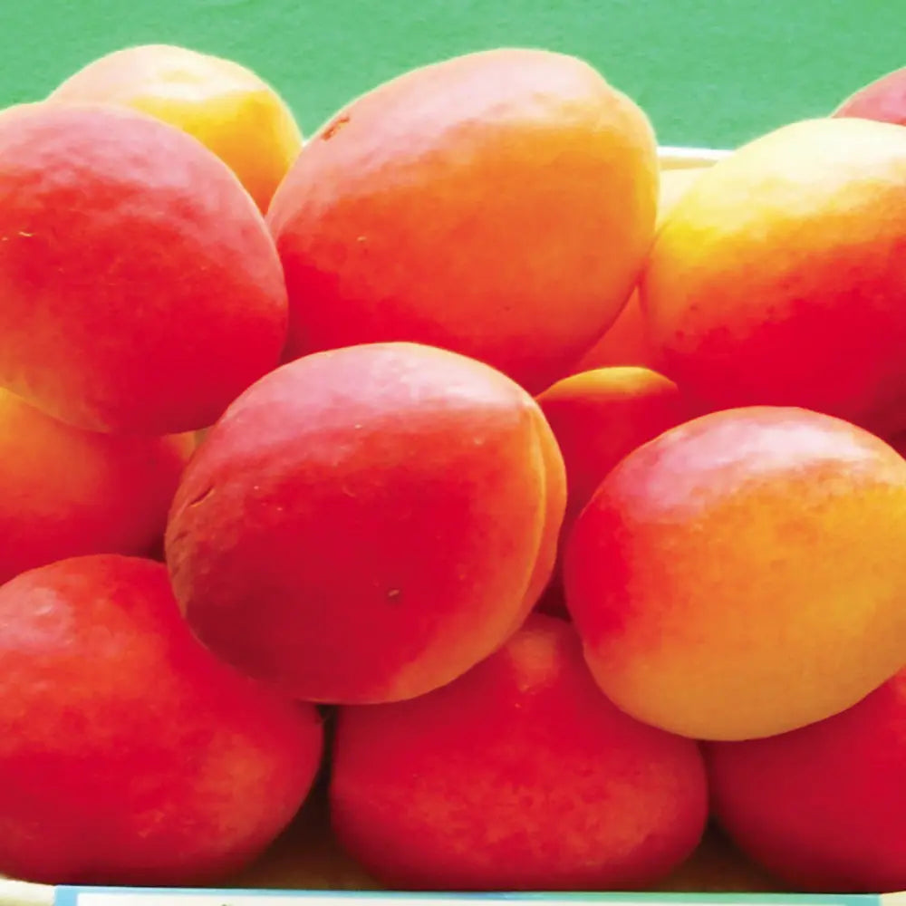 Cais (Prunus armeniaca) Aurora, cu fructe dulci portocalii, an 2 pe rod