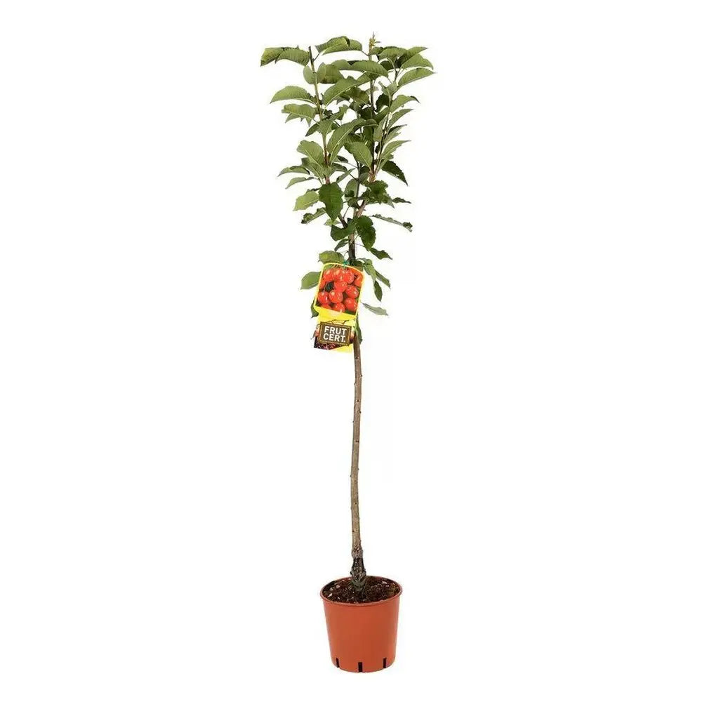 Cires (Prunus Avium) Early Star cu fructe dulci rosii-aprinse, an 2 pe rod