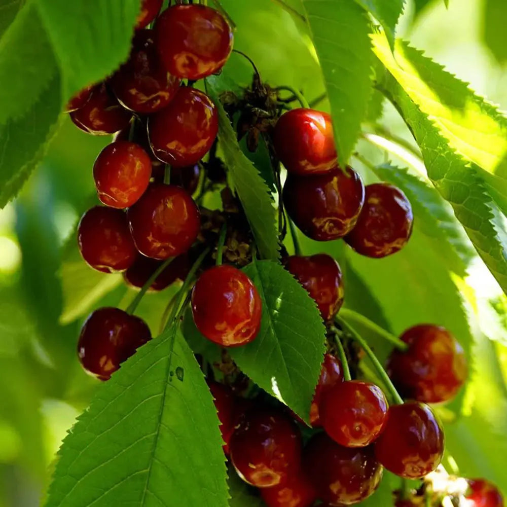Cires (Prunus Avium) Early Star cu fructe dulci rosii-aprinse, an 2 pe rod