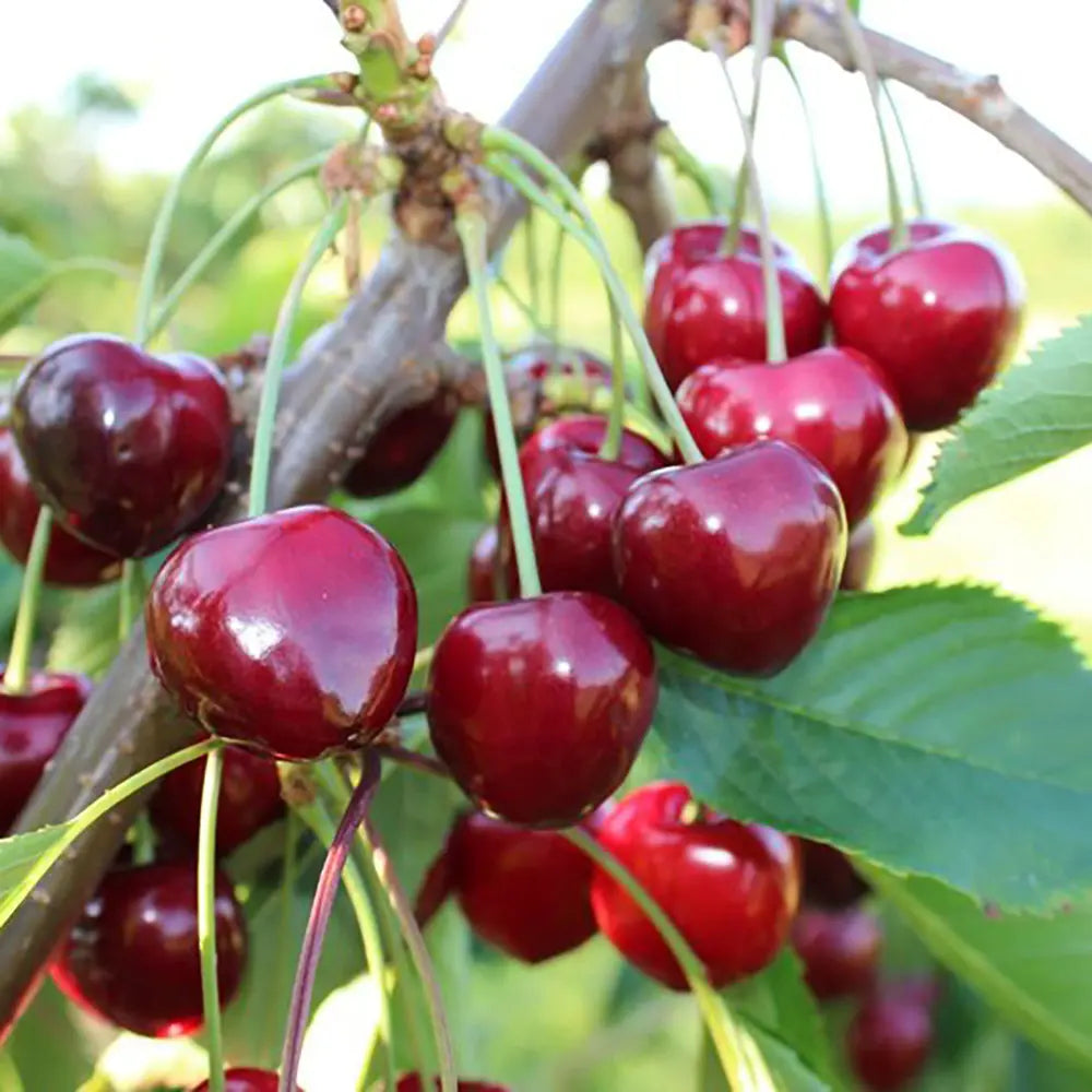 Cires (Prunus Avium) Early Star cu fructe dulci rosii-aprinse, an 2 pe rod
