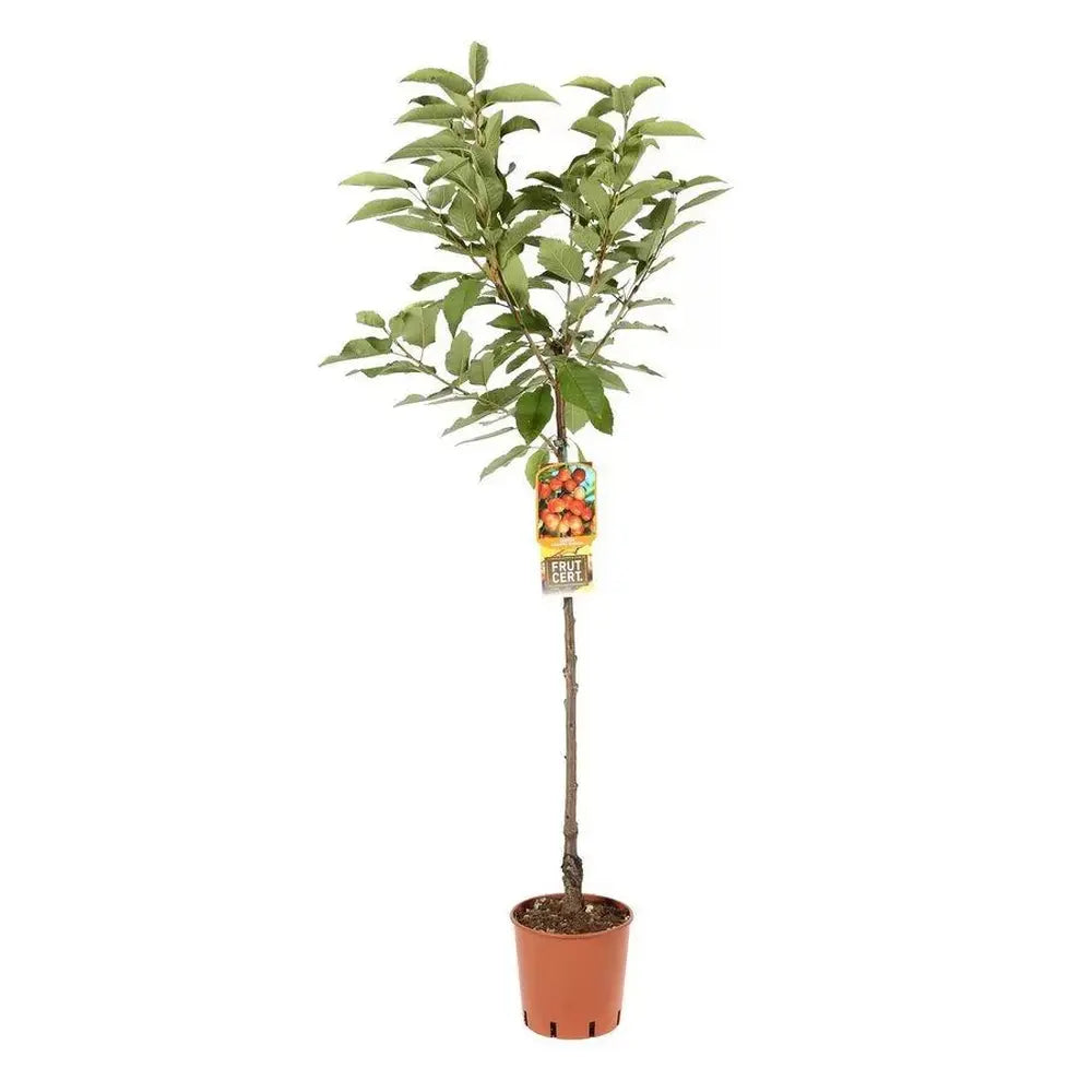 Cires (Prunus Avium) Napoleon cu fructe dulci galbene-rosii, an 2 pe rod
