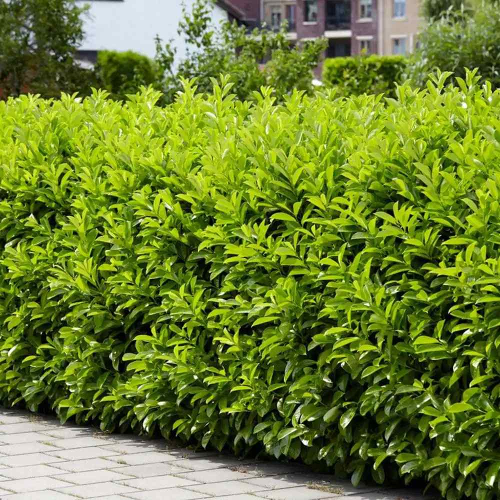 Laur Englezesc Vesnic Verde Rotundifolia (Laurocires), vesnic verde, gard viu rapid, rezistent la boli, frig si caldura, inflorire decorativa