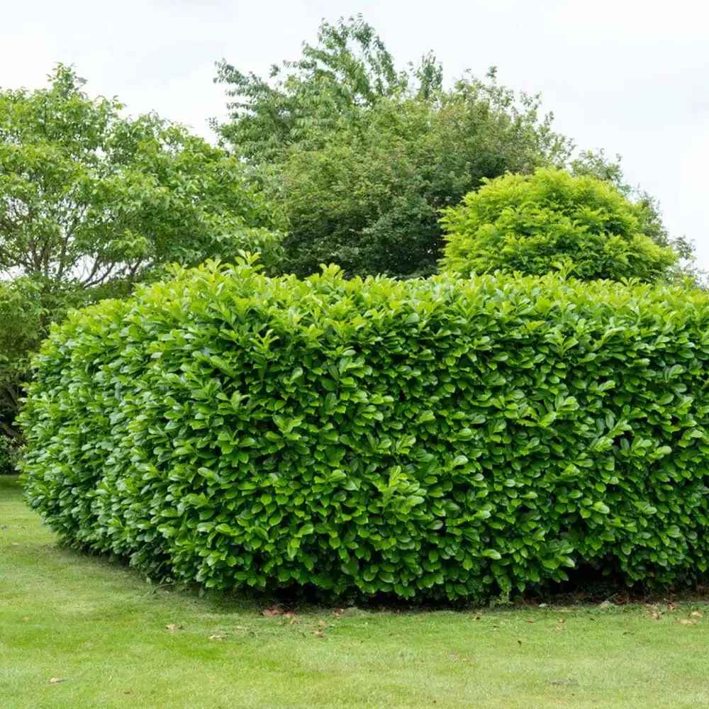 Laur Englezesc Vesnic Verde Rotundifolia (Laurocires), vesnic verde, gard viu rapid, rezistent la boli, frig si caldura, inflorire decorativa
